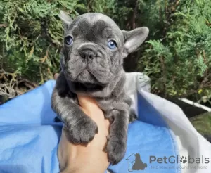 Photo №2 to announcement № 44894 for the sale of french bulldog - buy in Switzerland private announcement