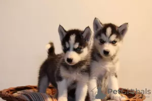 Photo №1. siberian husky - for sale in the city of Братислава | negotiated | Announcement № 71117