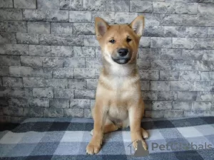 Photo №2 to announcement № 14925 for the sale of shiba inu - buy in Ukraine private announcement