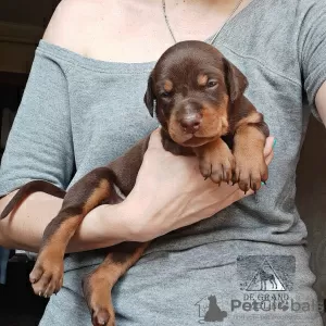 Photo №3. Doberman PUPPIES large type. Ukraine