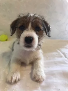 Photo №3. Jack Russell Terrier puppies are waiting for their parents. Russian Federation