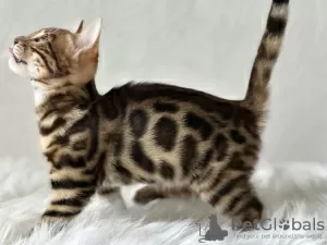 Additional photos: Gorgeous Bengal boy for breeding