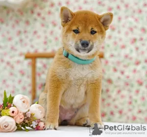 Additional photos: Shiba inu. Puppies