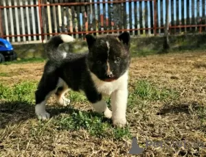 Additional photos: American Akita, puppies