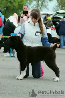 Photo №4. I will sell central asian shepherd dog in the city of Vilnius. breeder - price - negotiated