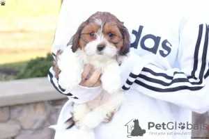 Photo №4. I will sell shih tzu in the city of Франкфурт-на-Майне.  - price - negotiated