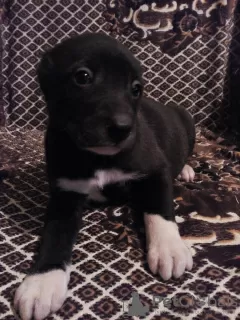 Photo №3. Selling puppies of the Central Asian Shepherd. Ukraine