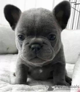 Photo №2 to announcement № 96359 for the sale of french bulldog - buy in Croatia private announcement