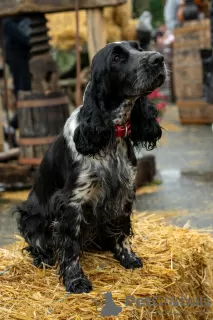 Additional photos: Adorable English cocker puppies!