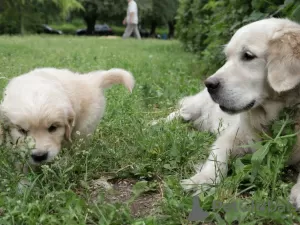 Additional photos: golden retriever puppies