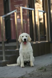 Photo №1. golden retriever - for sale in the city of Zaporizhia | 528$ | Announcement № 79014