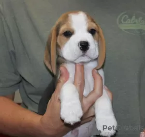 Photo №1. beagle - for sale in the city of Дрезден | 450$ | Announcement № 127390