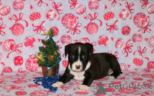 Additional photos: American Staffordshire Terrier puppies