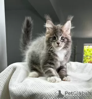 Photo №1. maine coon - for sale in the city of Штутгарт | 370$ | Announcement № 114531