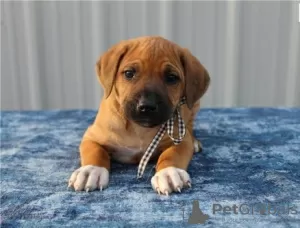 Photo №1. rhodesian ridgeback - for sale in the city of Bonn | negotiated | Announcement № 103078