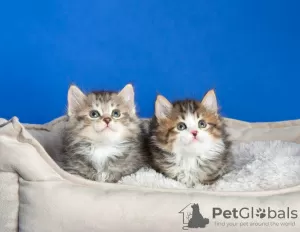 Photo №3. Kuril bobtail kittens for sale. Kazakhstan