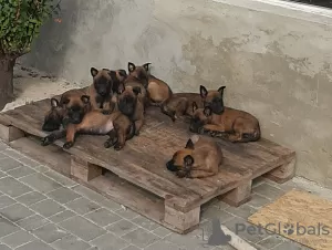 Photo №1. belgian shepherd - for sale in the city of Odessa | 1000$ | Announcement № 9157