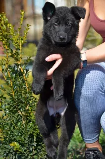 Photo №3. German shepherd, female, date of birth 19.11, KSU metric, vet passport. Ukraine