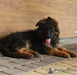 Additional photos: Long-haired German Shepherd puppies