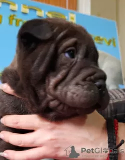 Additional photos: Shar Pei puppies