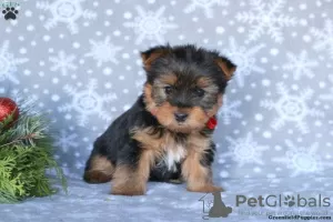 Photo №3. Yorkshire Terrier puppsready to go. Germany