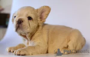 Additional photos: Lovely French bulldog puppies