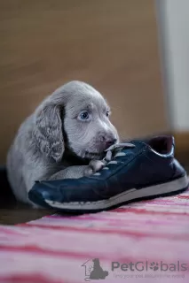 Additional photos: Long haired Weimaraner puppy