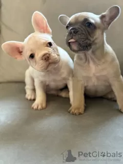 Photo №2 to announcement № 128737 for the sale of french bulldog - buy in United States private announcement