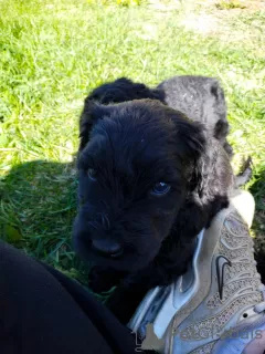 Photo №3. Black Russian Terrier puppies are offered from the oldest kennel in St.. Russian Federation