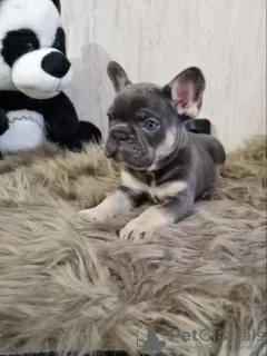 Photo №2 to announcement № 31712 for the sale of french bulldog - buy in Ukraine from nursery, breeder