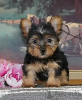 Photo №2 to announcement № 87012 for the sale of yorkshire terrier - buy in United States private announcement, from the shelter