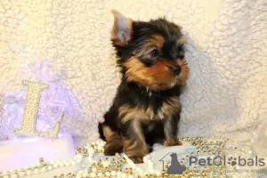 Photo №3. Yorkie puppies are looking for a good home.. Israel