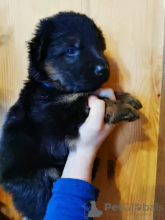 Additional photos: Elite litter of long-haired German shepherds