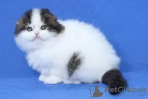 Photo №3. GCCF reg Scottish fold Kittens. Finland