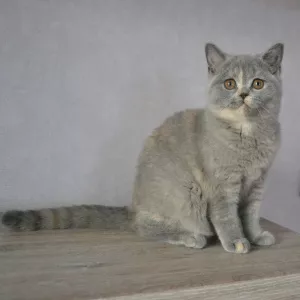 Photo №3. British cats. Belarus