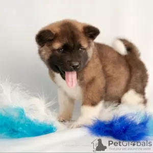 Photo №3. Breeding nursery offers puppies of different breeds. Kazakhstan