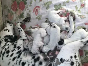 Photo №1. dalmatian dog - for sale in the city of Тбилисская | 97$ | Announcement № 27068