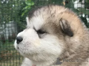 Additional photos: Alaskan Malamute puppies