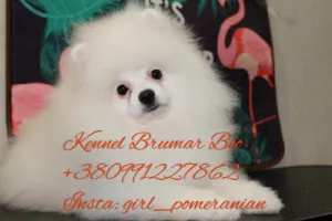 Additional photos: White Pomeranian