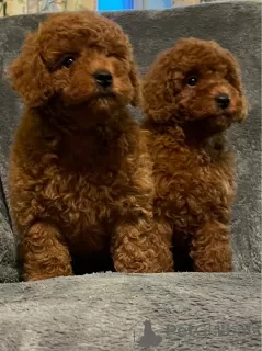 Photo №4. I will sell poodle (toy) in the city of Maribor.  - price - Is free