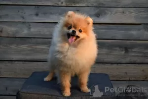 Additional photos: Pomeranian-Pomeranian Boo