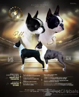 Photo №1. boston terrier - for sale in the city of Нови Сад | negotiated | Announcement № 105215