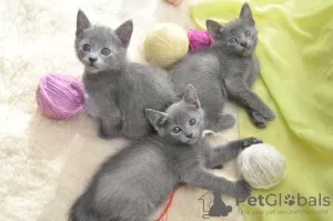 Photo №3. Russian blue kittens. Belarus