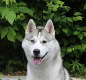 Photo №4. I will sell siberian husky in the city of Omsk. breeder - price - 333$