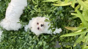 Additional photos: Maltese puppies for sale