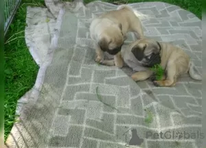 Photo №3. Retro and old German pug puppies, breathing freely, purebred, with pedigree are. Germany