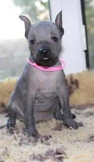 Photo №3. Xoloitzcuintle puppies (naked). Russian Federation