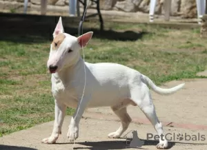 Additional photos: Miniature bull terrier puppies