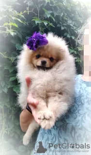 Additional photos: Pomeranian Spitz, puppies. Mini bears