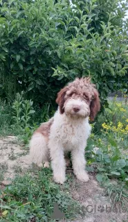 Additional photos: Purebred Lagotto Romagnolo Puppies